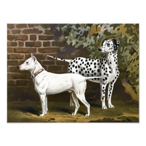 Vintage Bull Terrier and Dalmatian dog art Photo Print