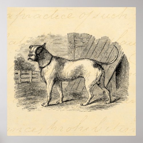 Vintage Bulldog 1800s Bull Dog Illustration _ Dogs Poster