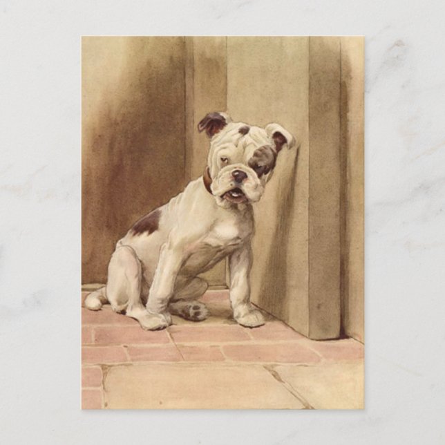 Vintage Bulldog Puppy Illustration Postcard (Front)