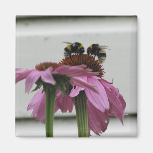Vintage Bumblebee Purple Coneflower Botanical Art Magnet