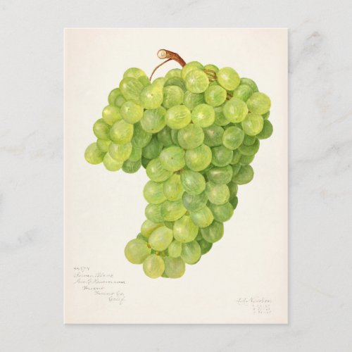 Vintage Bunch of Green Grapes Fruit Painting Postcard