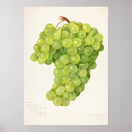 Vintage Bunch of Green Grapes Fruit Painting Poster
