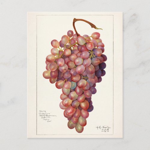 Vintage Bunch of Red Grapes Fruit Painting Postcard