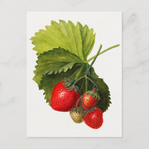 Vintage Bunch of Strawberries Watercolor Painting Postcard