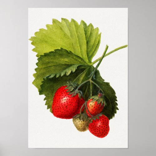 Vintage Bunch of Strawberries Watercolor Painting Poster