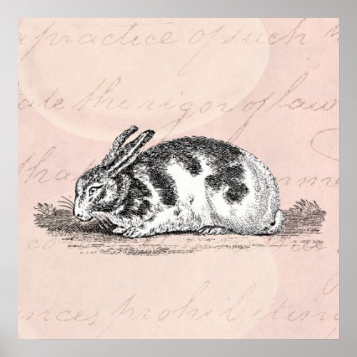 Vintage Bunny Rabbit Illustration _1800s Rabbits Poster