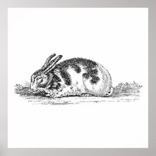 Vintage Bunny Rabbit Illustration - 1800's Rabbits Poster