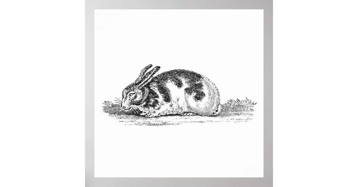 Vintage Bunny Rabbit Illustration - 1800's Rabbits Poster | Zazzle