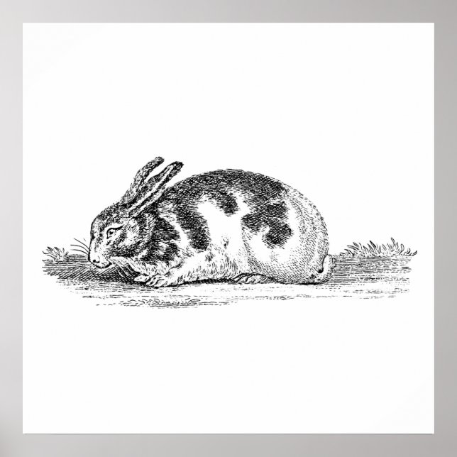 Vintage Bunny Rabbit Illustration - 1800's Rabbits Poster (Front)