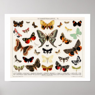 VINTAGE BUTTERFLIES AND MOTHS LITHOGRAPH POSTER