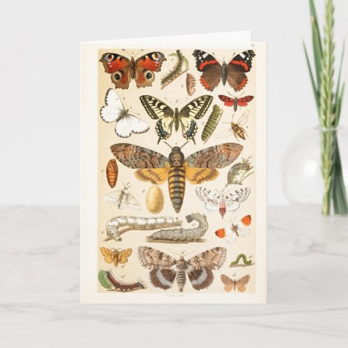 Vintage Butterflies Caterpillars Illustration Art Card