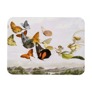 Vintage Butterflies & Fairy Old Illustration Art Magnet