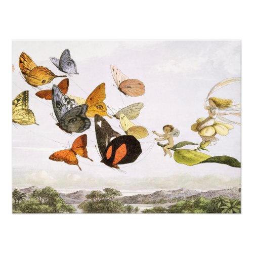 Vintage Butterflies  Fairy Old Illustration Art  Photo Print