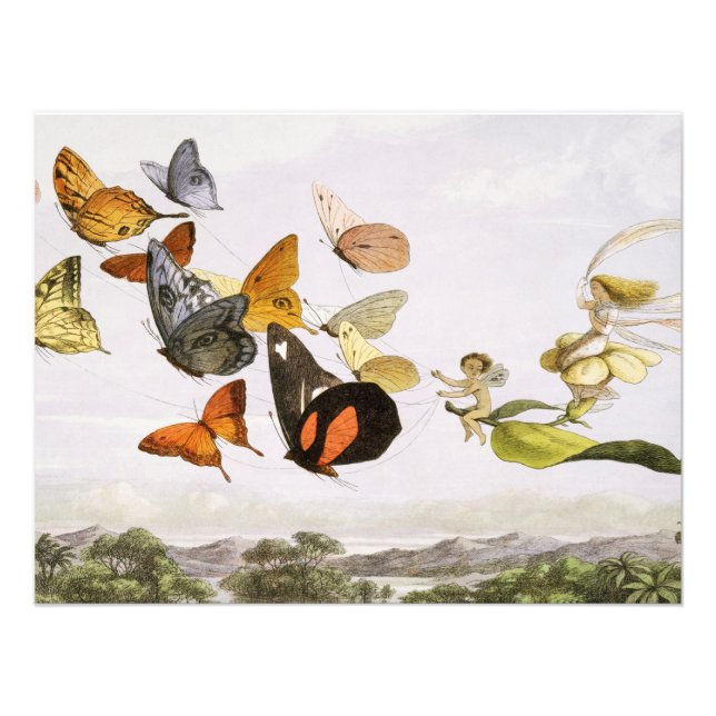 Vintage Butterflies & Fairy Old Illustration Art  Photo Print (Front)