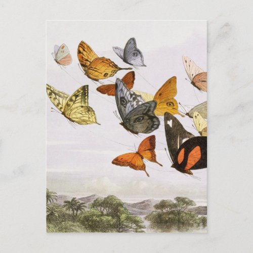 Vintage Butterflies  Fairy Old Illustration Art Postcard