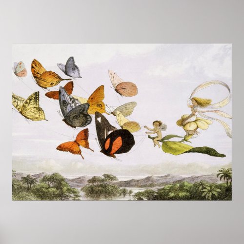 Vintage Butterflies  Fairy Old Illustration Art Poster