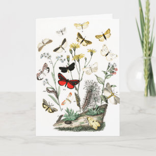 Vintage  Butterflies Illustration Artwork Card