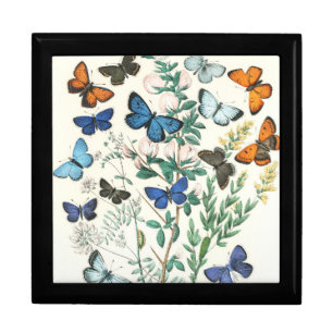 Vintage Butterflies Illustration Gift Box