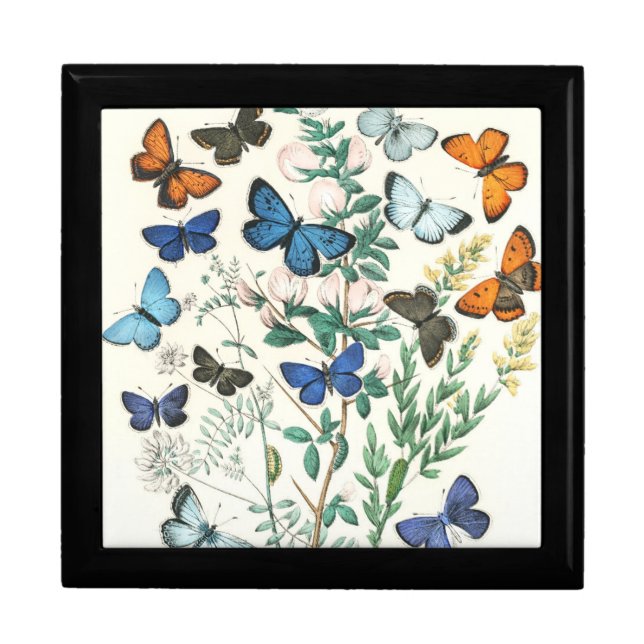 Vintage Butterflies Illustration Gift Box (Front)