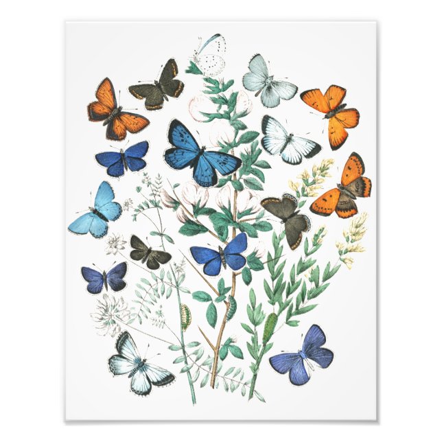 Vintage Butterflies Illustration Photo Print (Front)