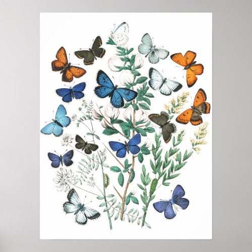 Vintage Butterflies Illustration Poster