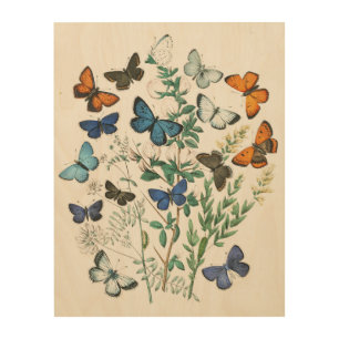 Vintage Butterflies Illustration Wood Wall Art