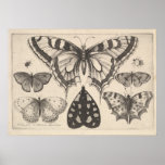 Vintage Butterflies Moth Lepidoptera Print (59) at Zazzle