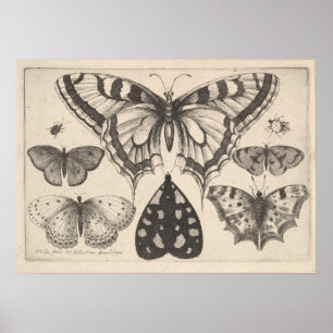 Vintage Butterflies Moth Lepidoptera Print (59)
