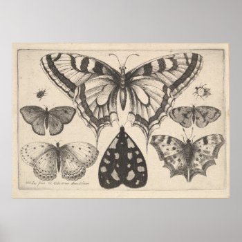 Vintage Butterflies Moth Lepidoptera Print (59) by expiredink at Zazzle
