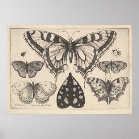 Vintage Butterflies Moth Lepidoptera Print (59)
