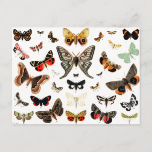 Vintage Butterflies & Moths Illustration Art Postcard