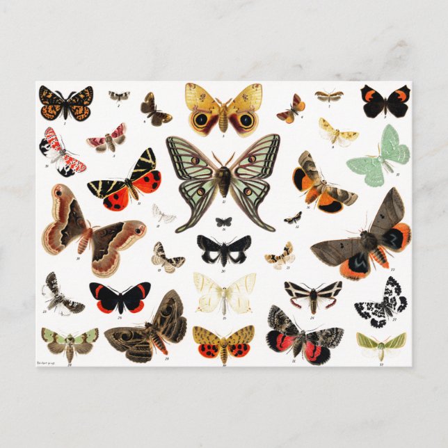 Vintage Butterflies & Moths Illustration Art Postcard (Front)