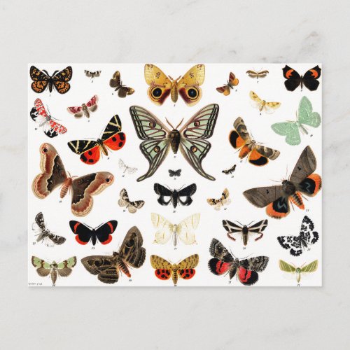 Vintage Butterflies  Moths  Illustration Art Postcard