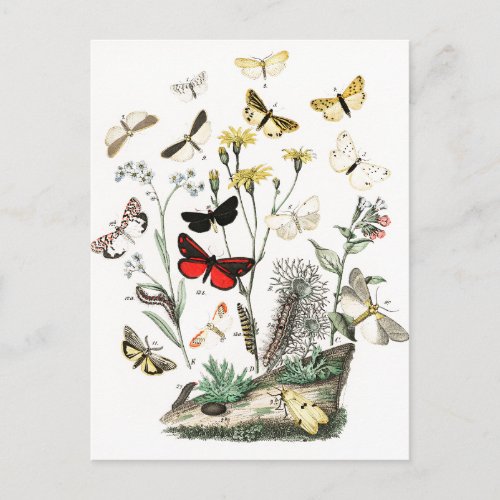 Vintage Butterflies  Moths Illustration Art Postcard