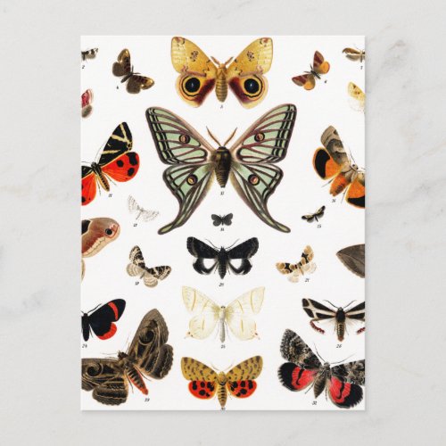 Vintage Butterflies  Moths Illustration Art Postcard