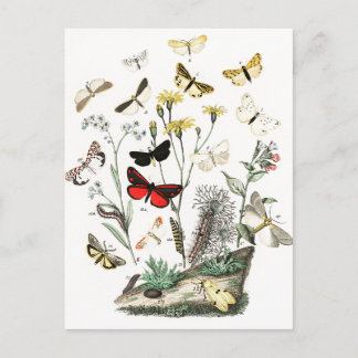 Vintage Butterflies & Moths Illustration Art Postcard