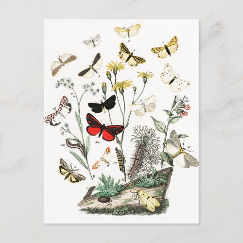 Vintage Butterflies  Moths  Illustration Art Postcard
