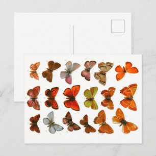 Vintage Butterflies & Moths Zoological Sketch Post Postcard