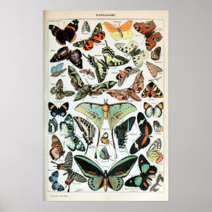 Vintage Butterflies of the World Poster