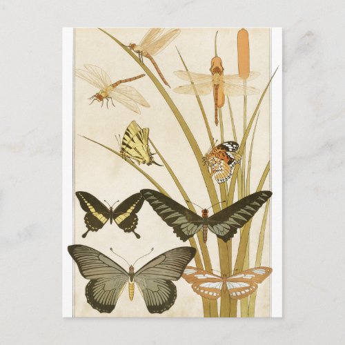 Vintage Butterflies Papillons Illustration Postcard