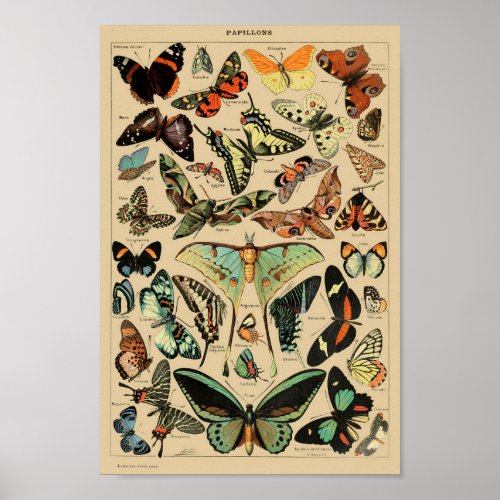 Vintage Butterflies Papillons Poster
