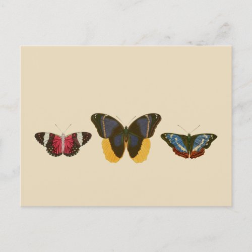 VIntage Butterflies Postcard