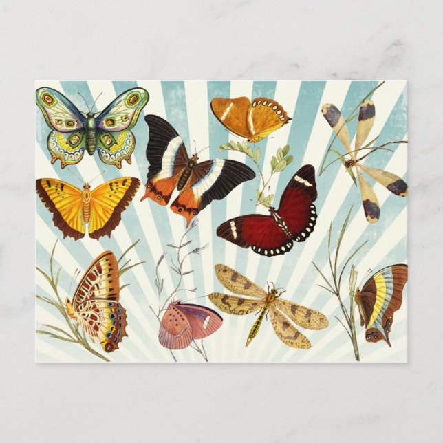 Vintage Butterflies Postcard (Front)