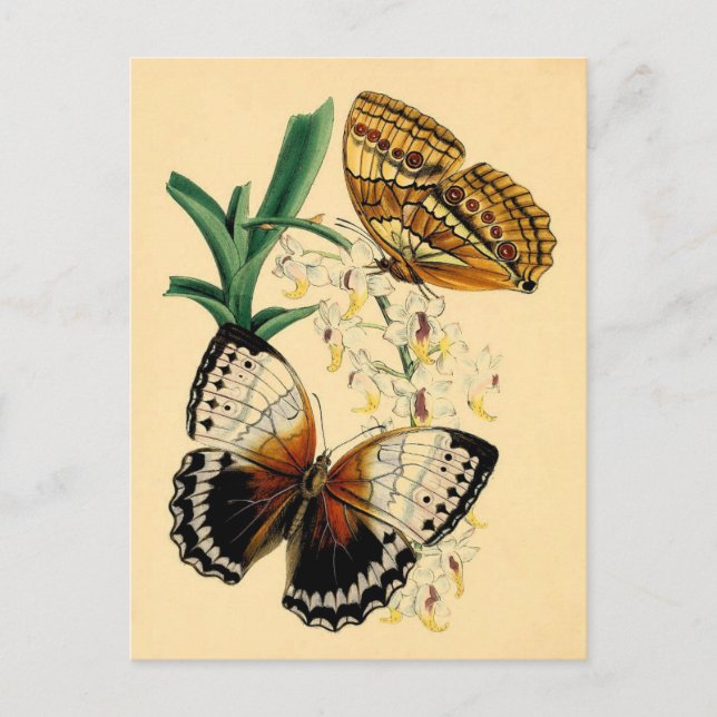 Vintage Butterflies Postcard (Front)