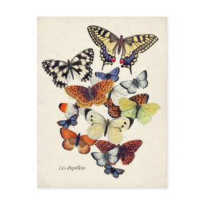 Vintage Butterflies Postcard