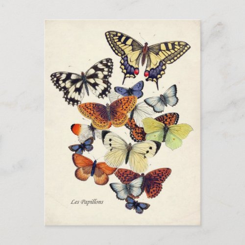 Vintage Butterflies Postcard