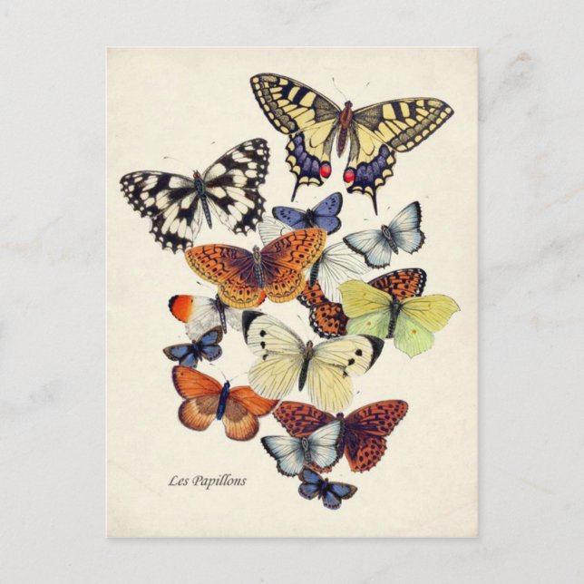 Vintage Butterflies Postcard (Front)