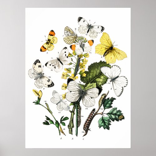 Vintage Butterflies Poster