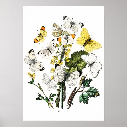 Vintage Butterflies Poster