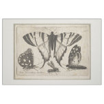 Vintage Butterflies Wasp Insect Tapestry (01) Fabric